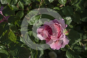 Close-up shoot of Rosa Abraham Darby flower. In pink