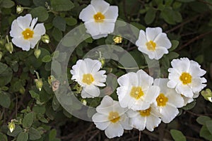 Close-up shoot of Salvia cistus flower photo