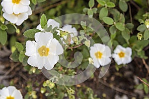 Close-up shoot of Salvia cistus flower photo