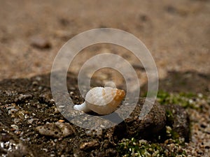 Close up shoot of sea shell on a rock in the beach