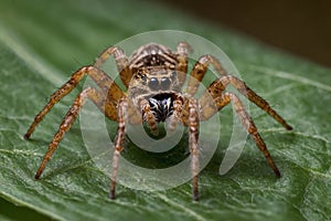 close-up shoot of a spider
