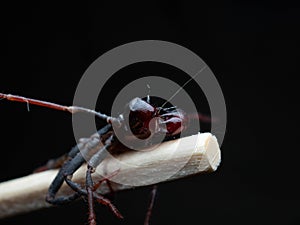 Close up shoot of Thelyphonida photo
