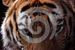 Close up shoot of tiger portrait