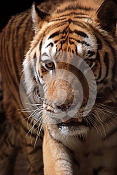 Close up shoot of tiger portrait