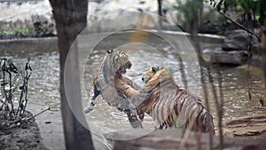 Close up shoot of tiger portrait