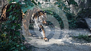 Close up shoot of tiger portrait