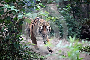 Close up shoot of tiger portrait
