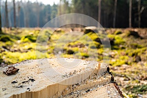 Close up shoot of tree stump - deforestation in process