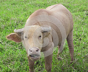 Close up shoot of a water buffalo standing on green grass