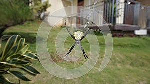 Close up shoot of web slinger spider photo