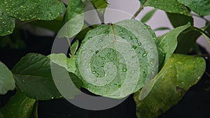 Close up shoot of wet medium leaf