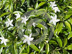 Dutch Jasmine