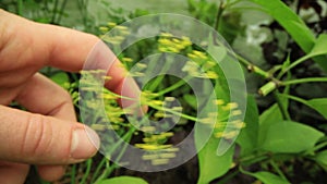 Close up shooting of wild hog-weed growing outdoors