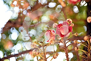 Close up Shorea robusta or Cannonball flower from the tree, Blur nature background. Dipterocarpaceae.