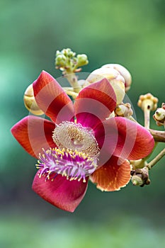 Close up Shorea robusta  flower.Cannonball tree blooming in nature background.