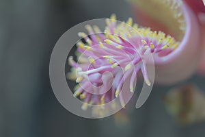 Close up Shorea robusta  flower.Cannonball tree blooming in nature background.