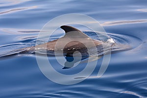 Close up of a short finned pilot whale during a whale watching trip in the south of Tenerife, The Canary Islands,