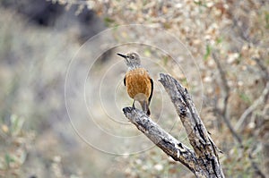 Close-up of short-toed rock thrush, striking view, Namibia