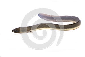 Close Up of Shortfin eel ,Anguilla bicolor isolated on white
