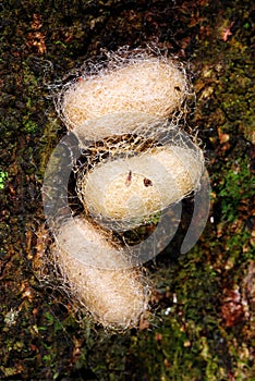 Close-up shot of 3 cocoons on the tree.