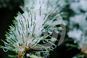 Close-up shot of Abies firma leaves with snow on them photo