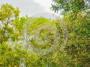 Close up shot of Acacia confusa blossom