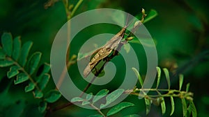 Close-up shot of an Acridoidea sitting on a green plant isolated in a blurred background