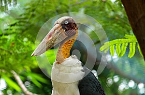 Close up shot of Adjutant Stork with large Beak.