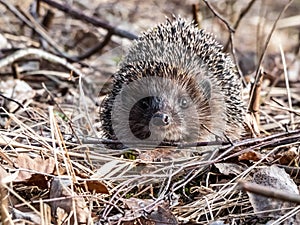 Close-up shot of the adult European hedgehog Erinaceus europaeus with focus on face and eye in spring awaken after winter.
