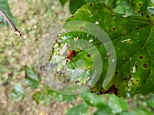 Close-up shot of the adult two-spot ladybird Adalia bipunctata top view, on a green leaf in summer. The two-spotted ladybug is a