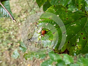 Close-up shot of the adult two-spot ladybird Adalia bipunctata top view, on a green leaf in summer. The two-spotted ladybug is a