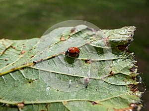 Close-up shot of the adult two-spot ladybird Adalia bipunctata top view, on a green leaf in summer. The two-spotted ladybug is a
