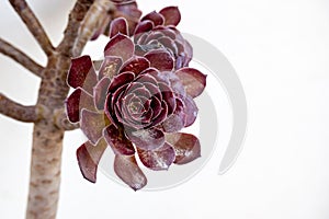 Close up shot of aeonium arboreum var. atropurpureum