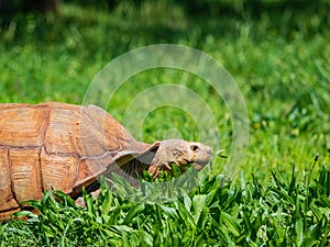Close up shot of African spurred tortoise