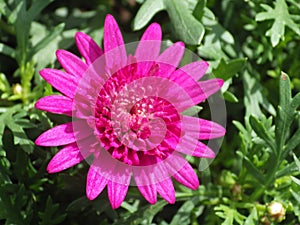 Close up shot of a Aizoaceae flower in the garden on a sunny day in summertime photo