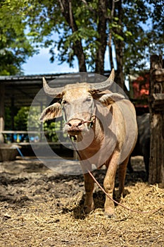 Close-up shot of albino buffalo standing in the sunlight near a stable