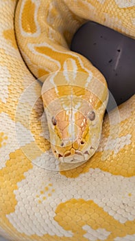 Albino Python Close-Up