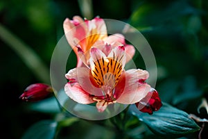 Close-up shot of a Alstroemeria psittacina flower on a soft blurry background