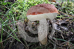 Close-up shot of amazing edible mushroom Leccinum aurantiacum commonly known as red-capped scaber stalk