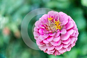 Close up shot of the amazing flower Common Zinnia in a garden on a blurred background