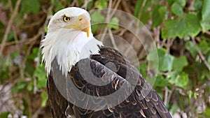 Close-up shot of an America bald eagle.