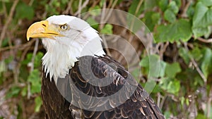 Close-up shot of an America bald eagle.