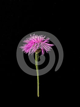 Close-up shot of an American basketflower against a dark background
