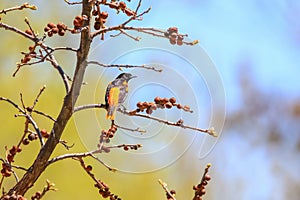 Close up shot of American Robin bird on a tree branch