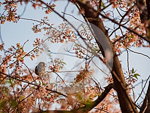 Close up shot of American Robin on cherry tree