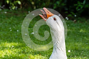 A close up shot of an angry goose