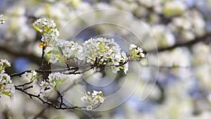 Close up of apple blossom