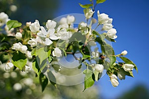 Close up shot of apple tree branch in city garden