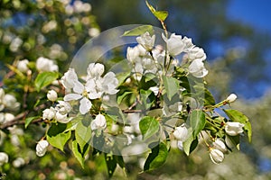 Close up shot of apple tree branch in city garden