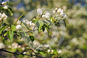 Close up shot of apple tree branch in city garden